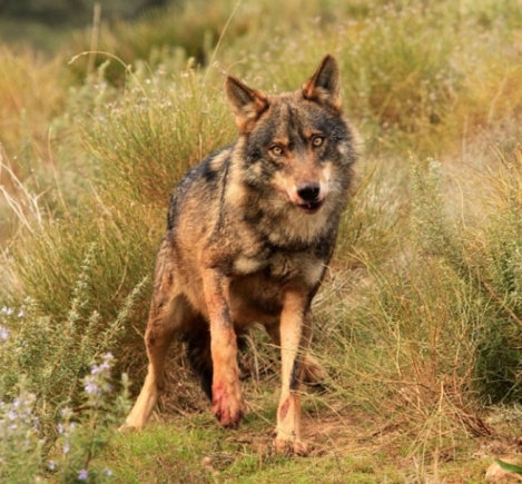 Solicitan a la Xunta que las indemnizaciones por daños del lobo se cobren en un máximo de 6 meses