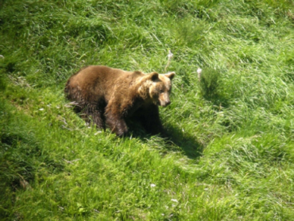 La Administración debería alertar a los cazadores de la presencia de osos