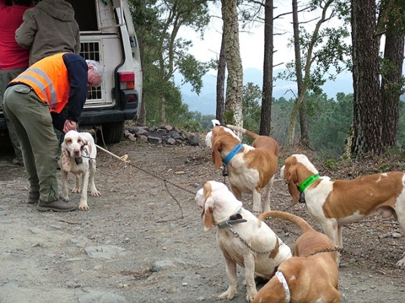 Indignación por las denuncias motivadas por dejar perros de caza sin custodia en las carreteras