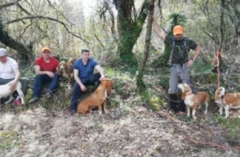 Excelente participación de un Lote de Sabueso Español en la prueba de Pobra do Brollón (Lugo) organizada por la Asociación Española del Grifón Vendeano y Nivernés