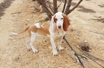 La Nueva ilusión del grupo de cria de liebre